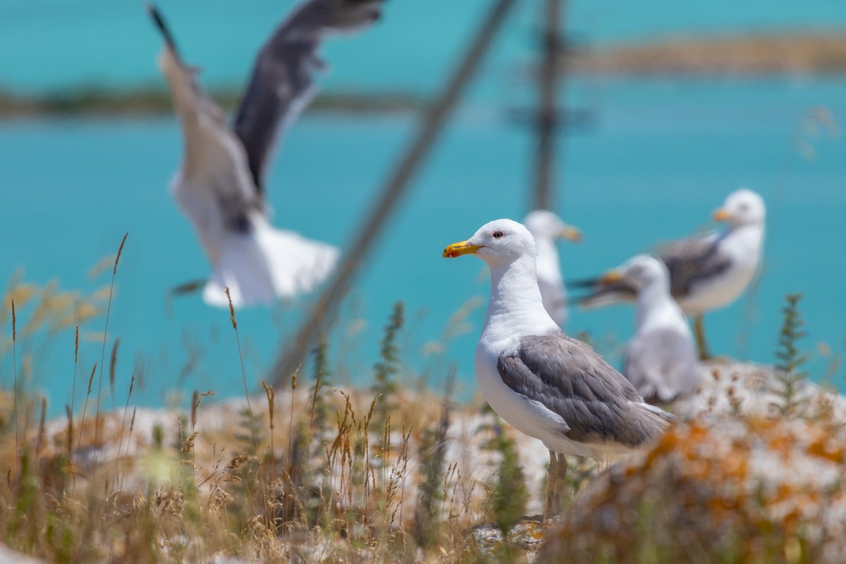 Armenian Gull - ML620529334