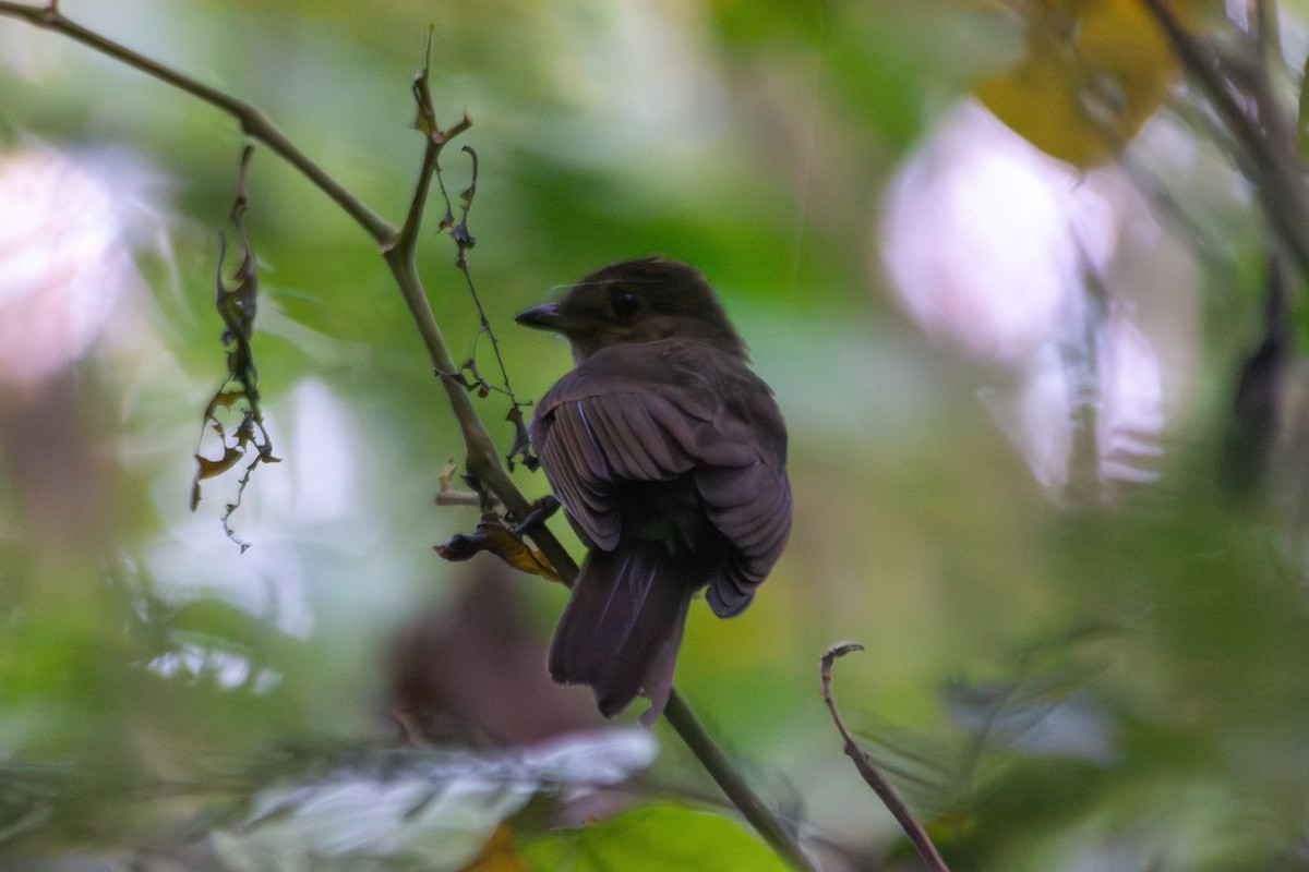 Brown-winged Schiffornis (Brown-winged) - ML620529336