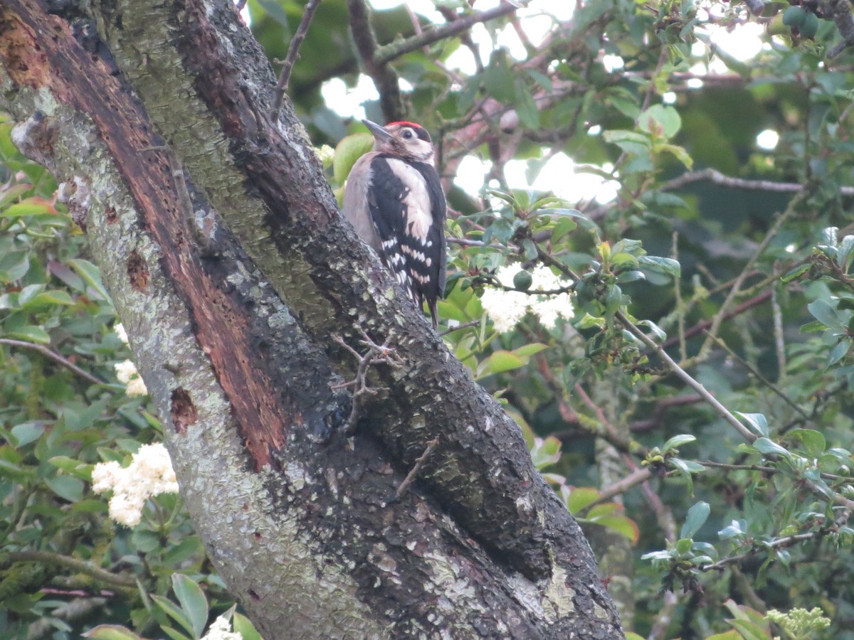 Great Spotted Woodpecker - ML620529341