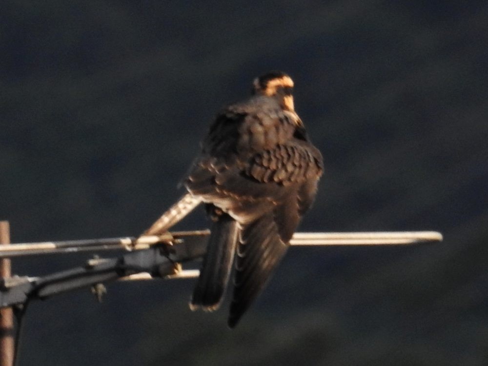 Aplomado Falcon - Fernando Nunes