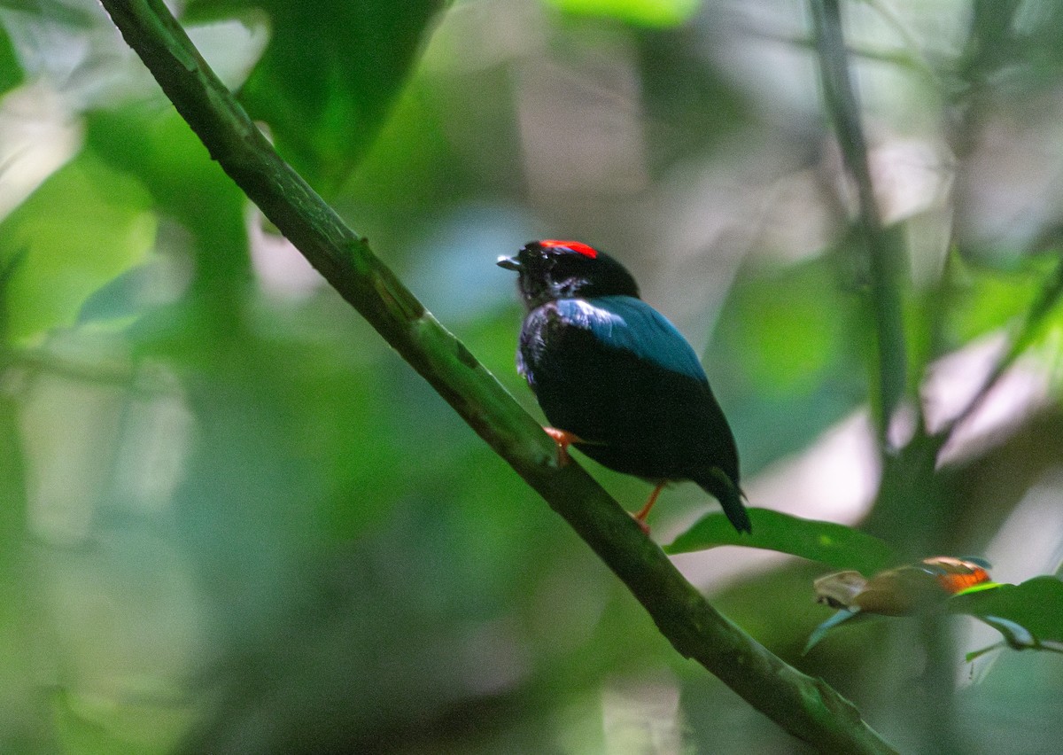 Blue-backed Manakin - ML620529367