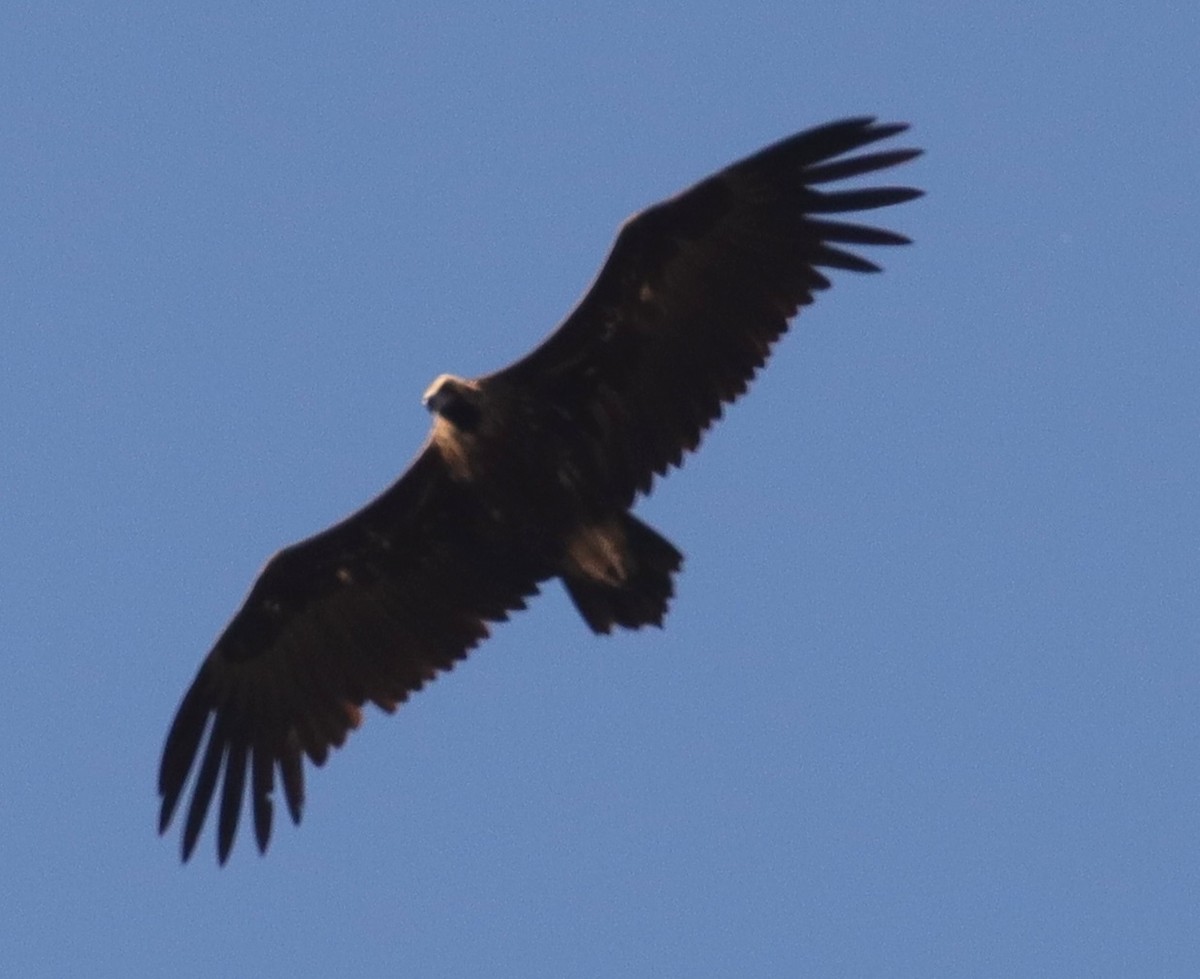 Cinereous Vulture - Edmund Bell