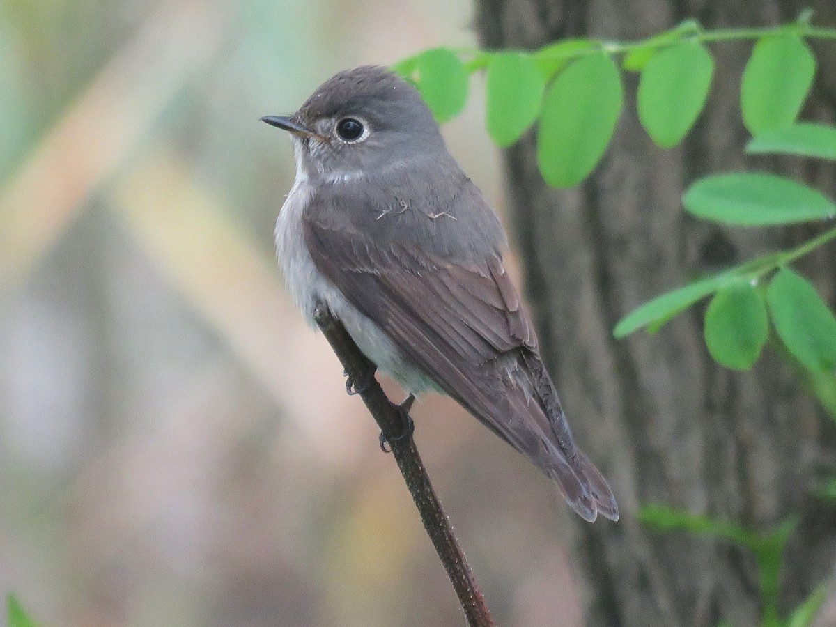 Asian Brown Flycatcher - ML620529378