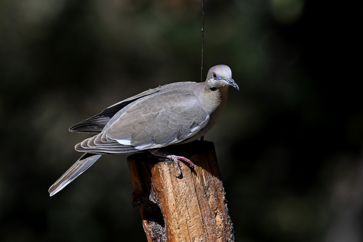 White-winged Dove - ML620529385