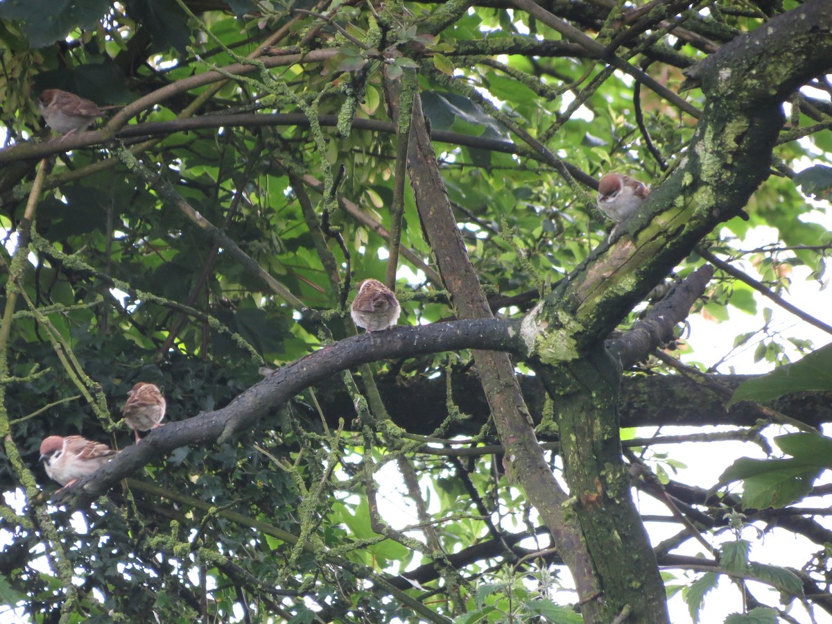 Eurasian Tree Sparrow - ML620529387