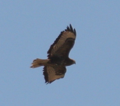 Common Buzzard - ML620529393