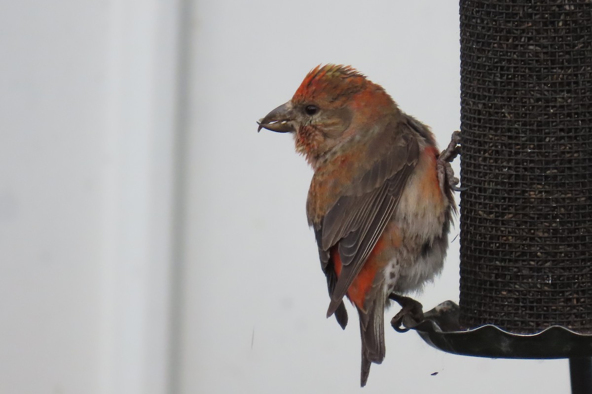 Red Crossbill - Del Nelson