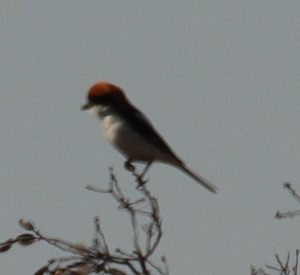 Woodchat Shrike - ML620529400