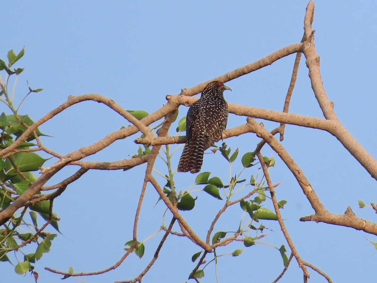 Asian Koel - ML620529401