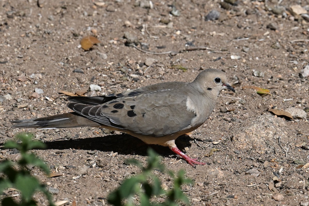 תורית אמריקנית - ML620529402