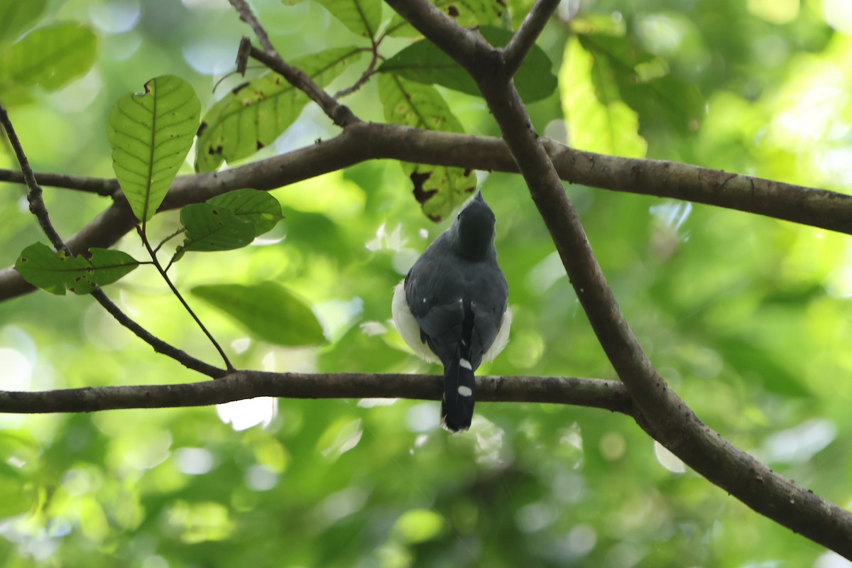 Spot-tailed Goshawk - ML620529404