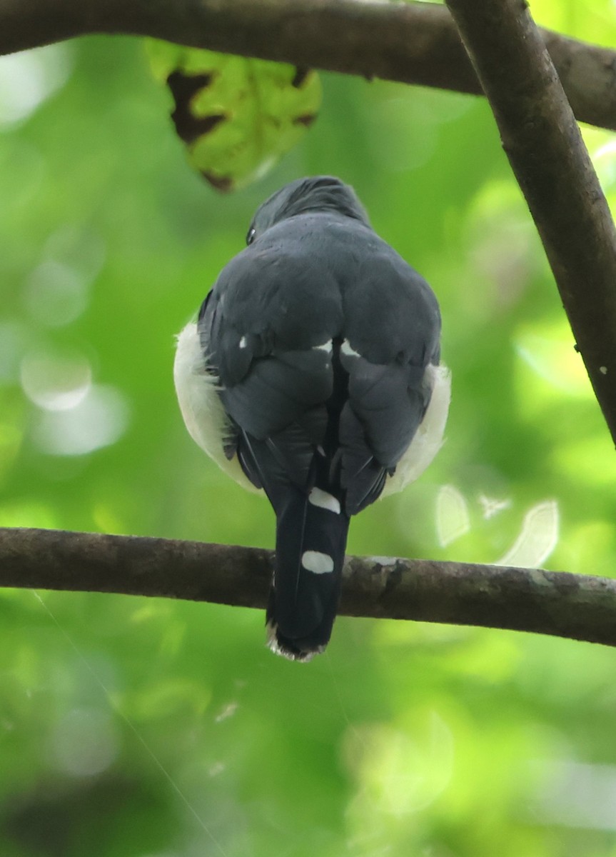 Spot-tailed Goshawk - ML620529406