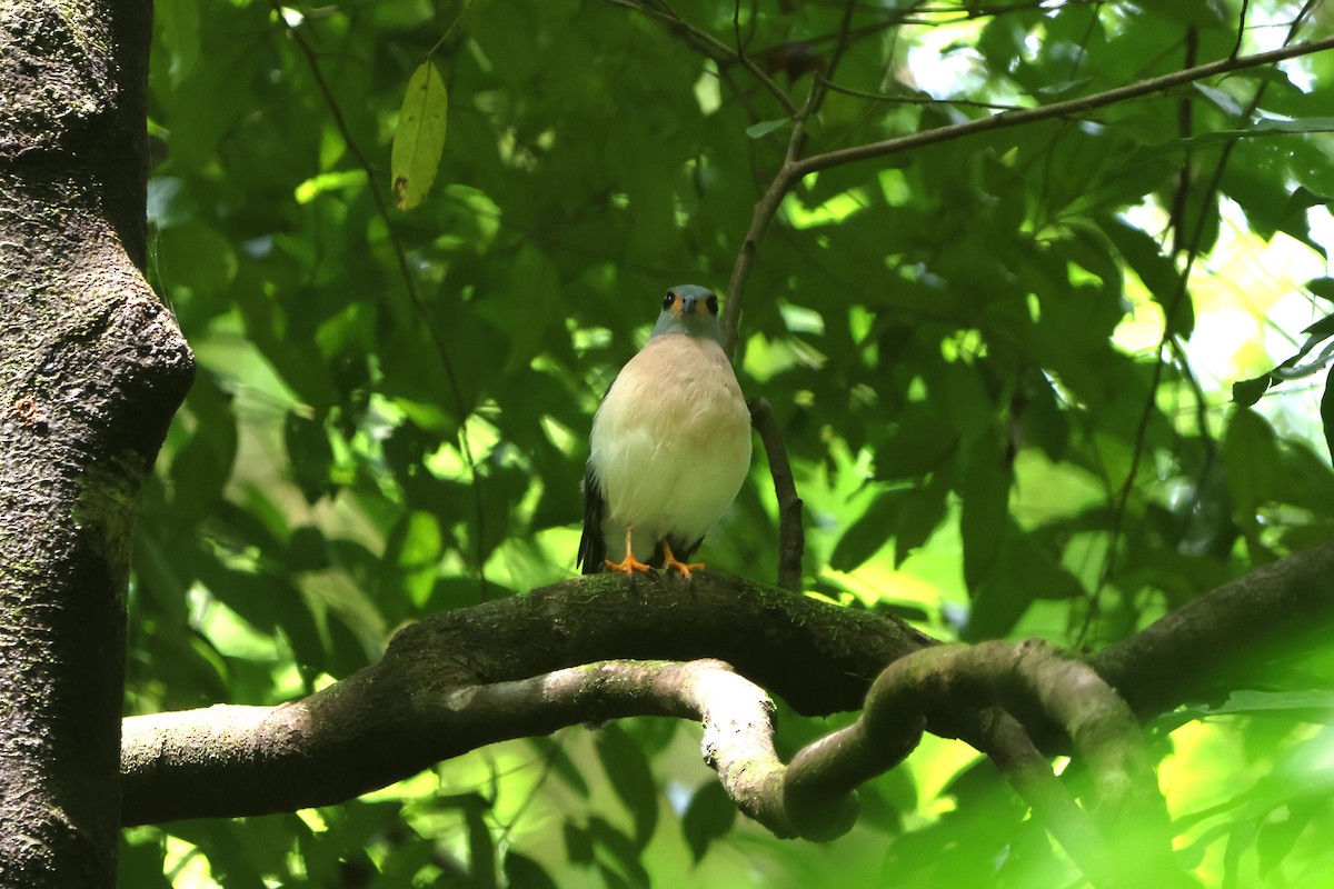 Spot-tailed Goshawk - ML620529407