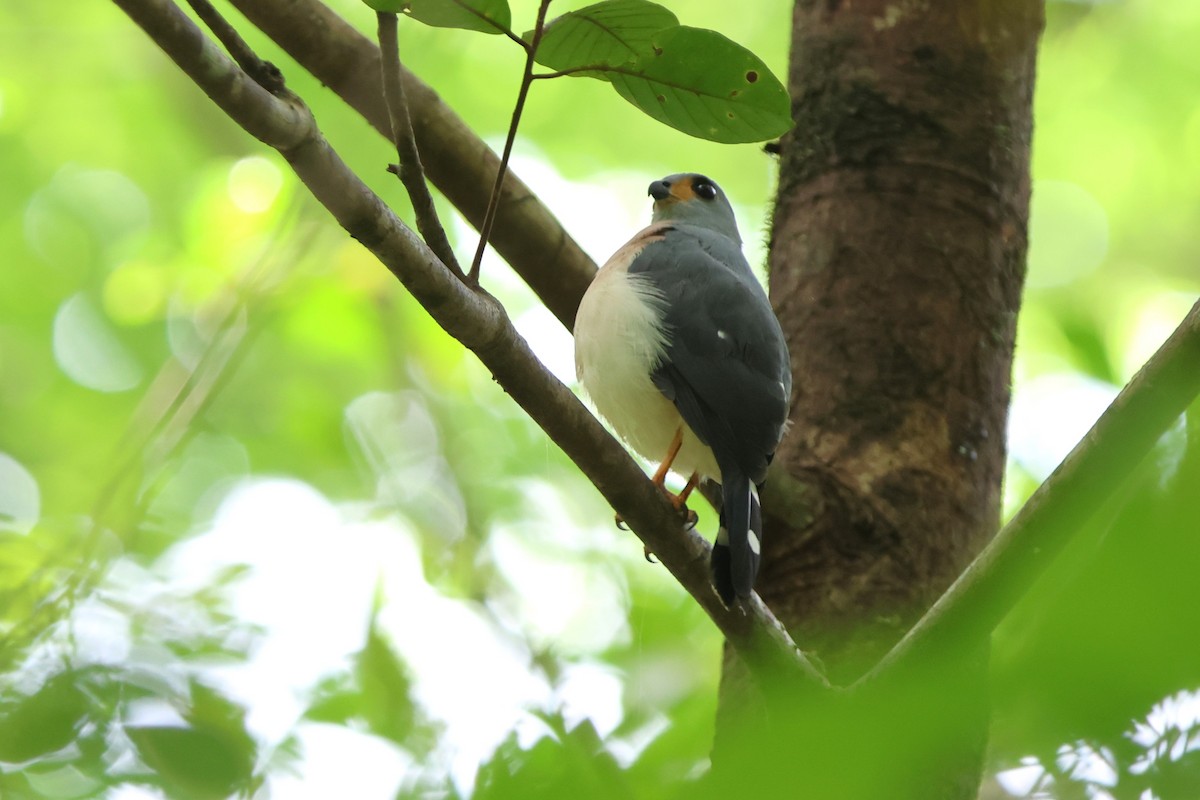 Spot-tailed Goshawk - ML620529409