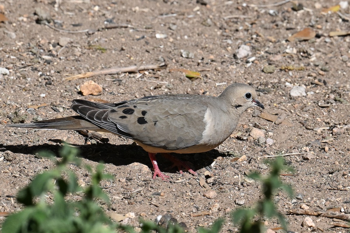 תורית אמריקנית - ML620529410