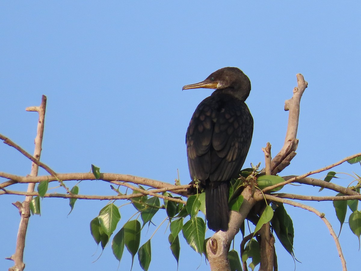 Cormoran à cou brun - ML620529417