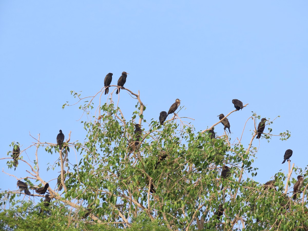 Cormoran à cou brun - ML620529419