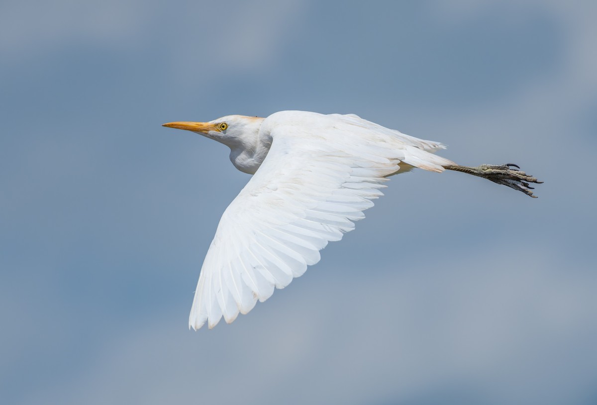 Western Cattle Egret - ML620529420