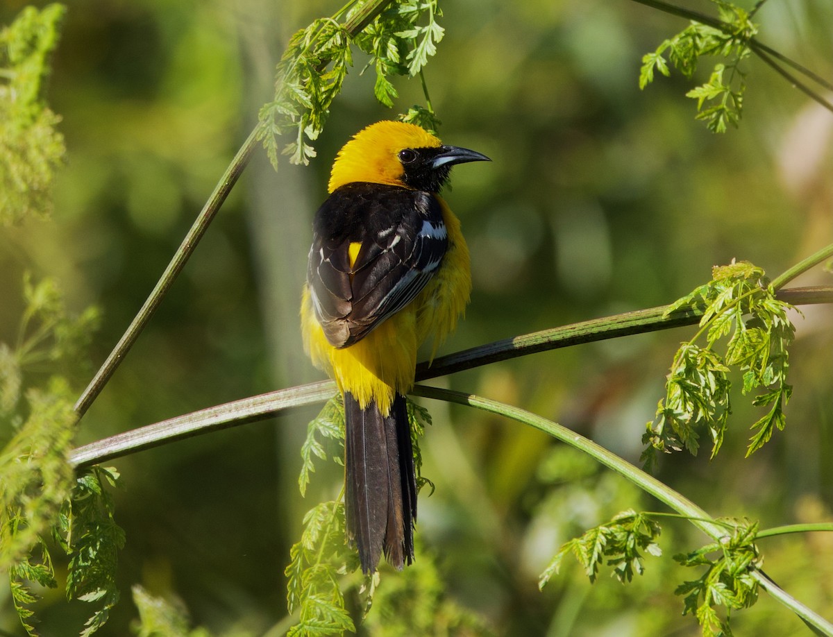 Hooded Oriole - Pair of Wing-Nuts