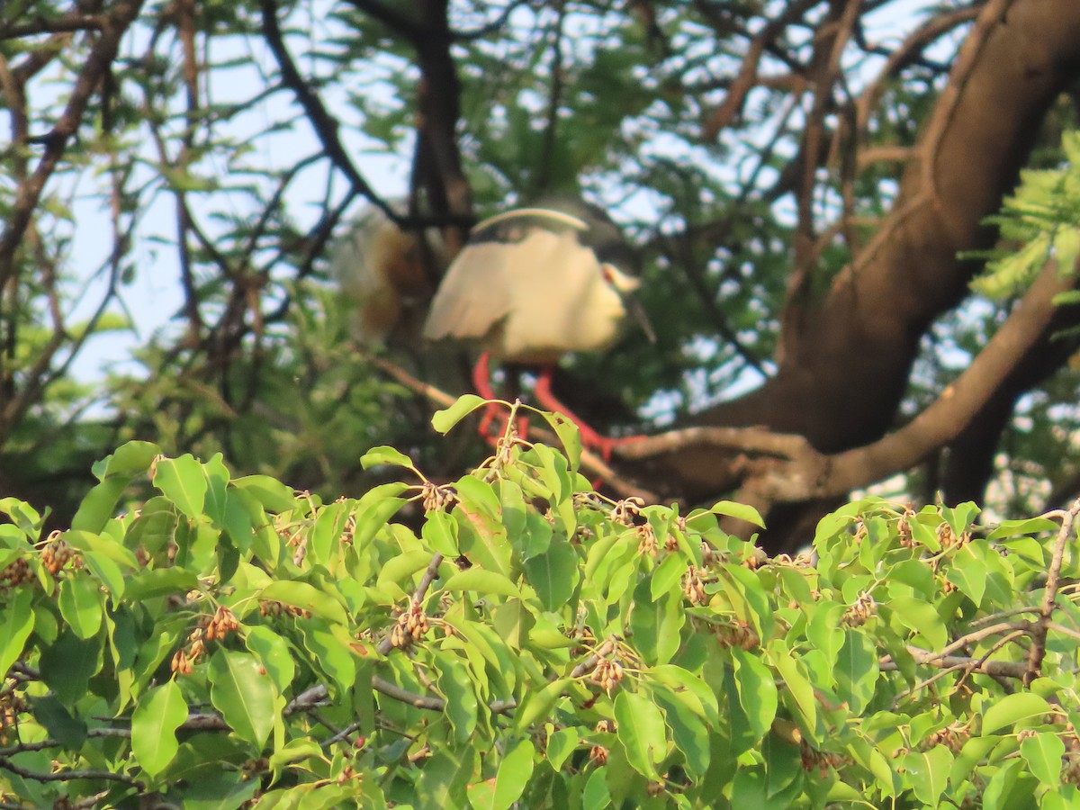 Black-crowned Night Heron - ML620529428