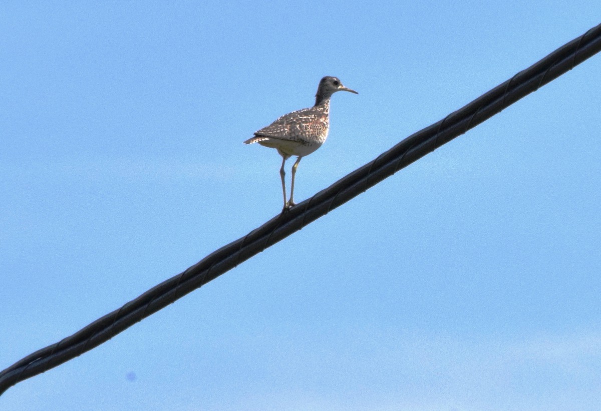 Upland Sandpiper - ML620529429