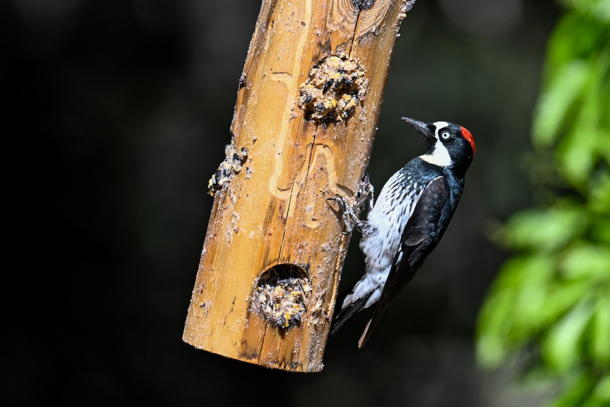 Acorn Woodpecker - ML620529431