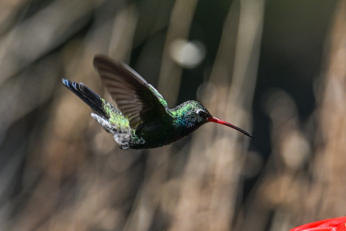 Broad-billed Hummingbird - ML620529434