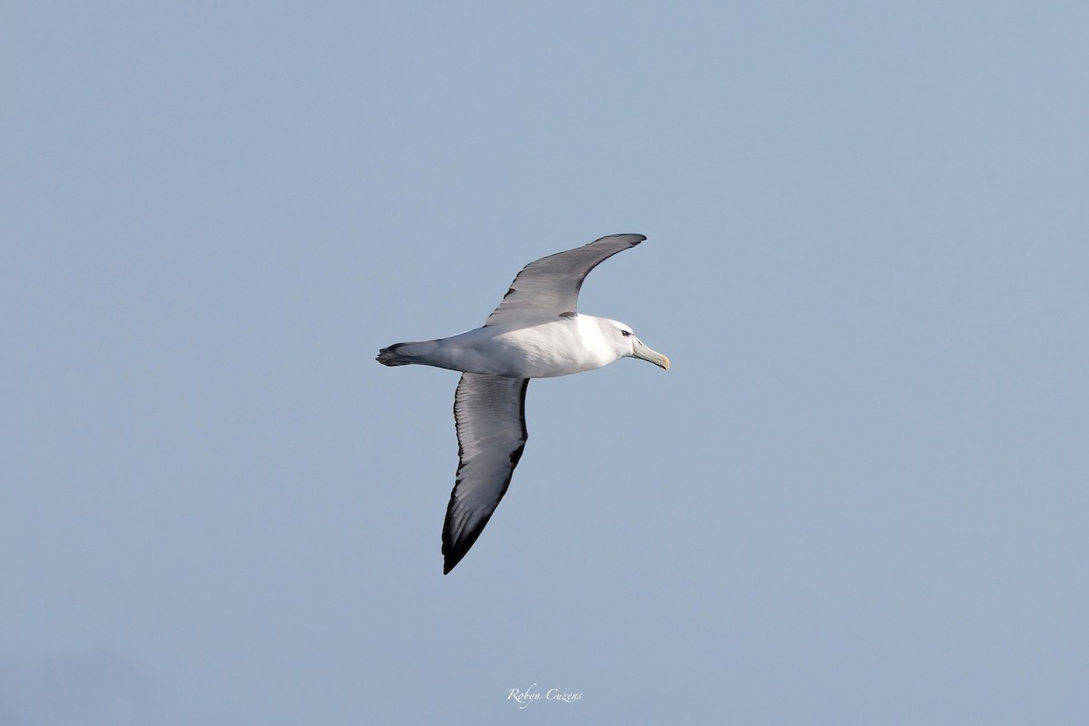Albatros à cape blanche - ML620529436