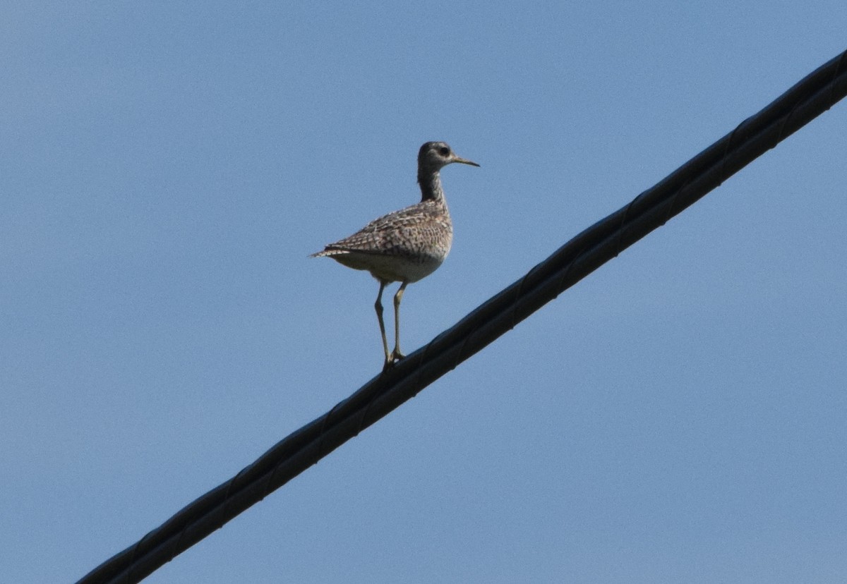 Upland Sandpiper - ML620529440