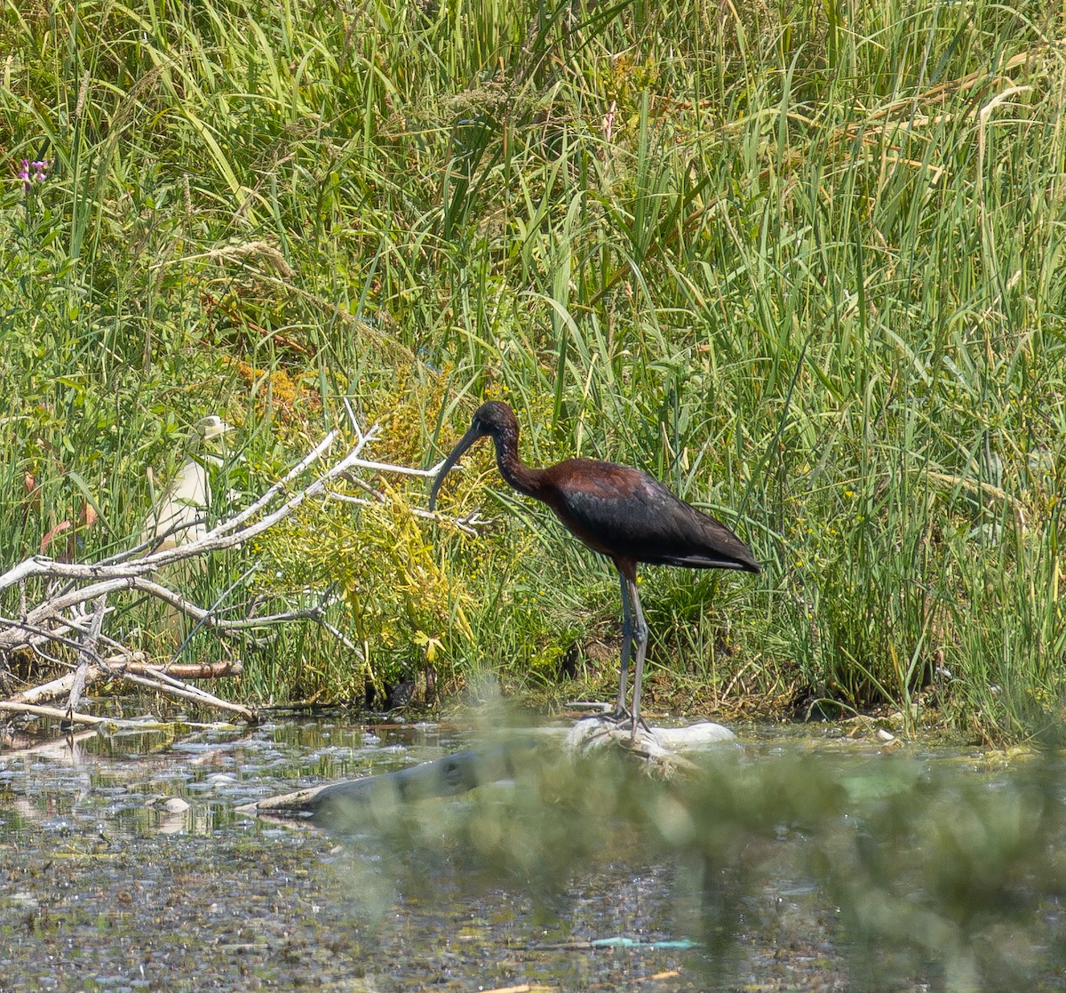 Glossy Ibis - ML620529457