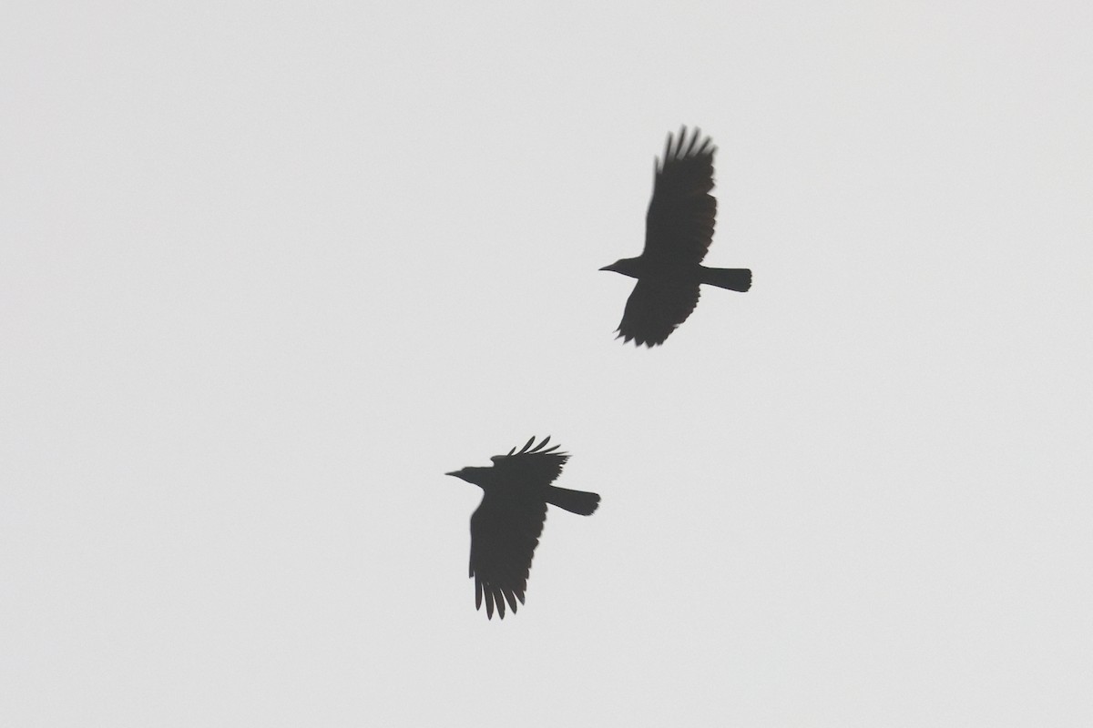 Slender-billed Crow (Sunda) - ML620529472