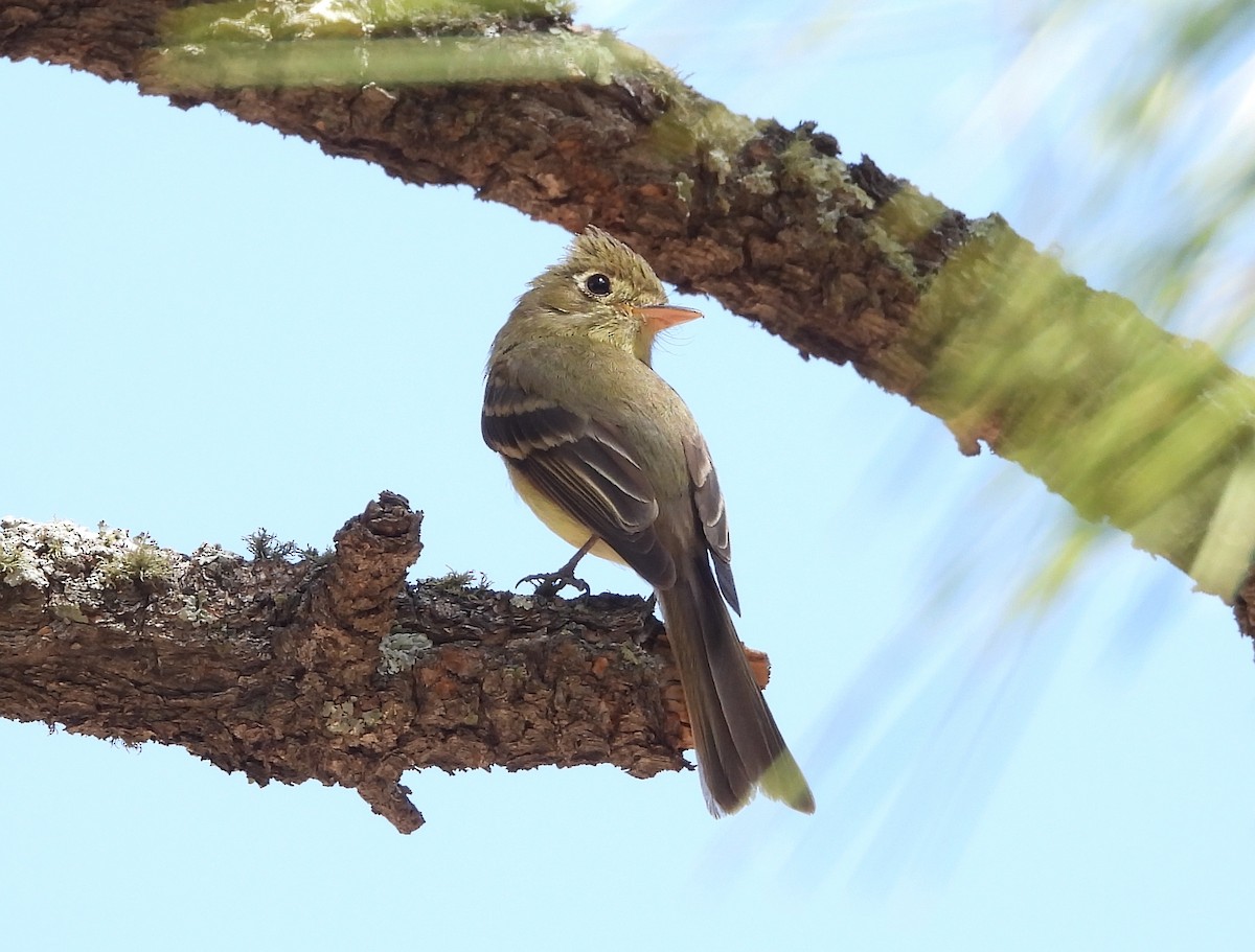 Western Flycatcher - ML620529474