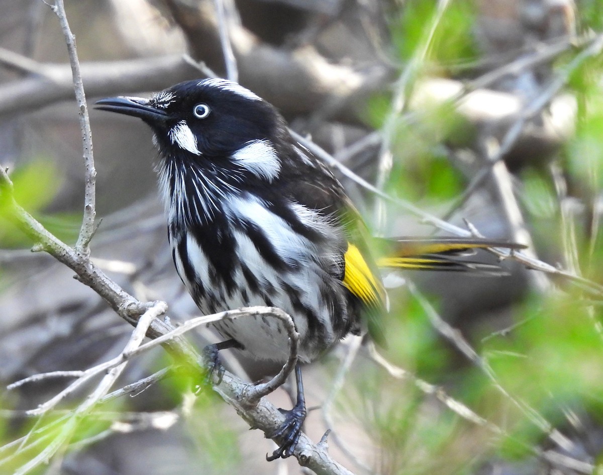 New Holland Honeyeater - ML620529482