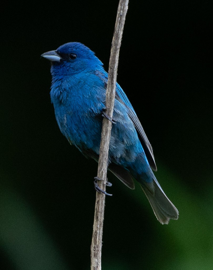 Indigo Bunting - ML620529484