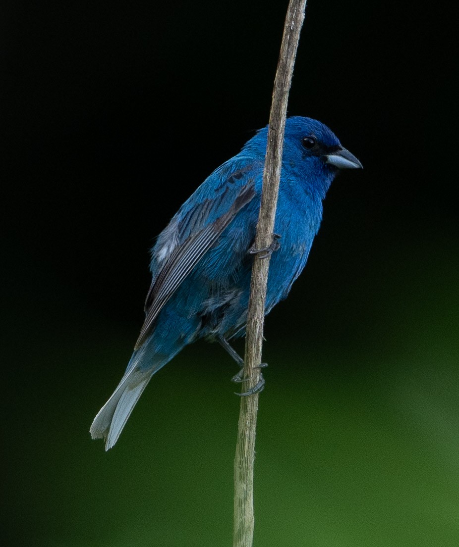 Indigo Bunting - Sibyl Ketcham