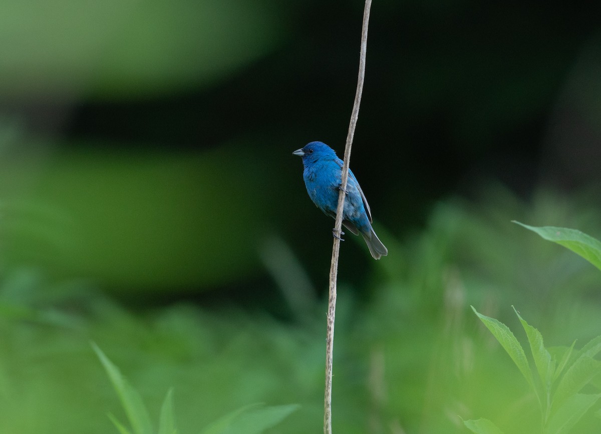 Indigo Bunting - ML620529486