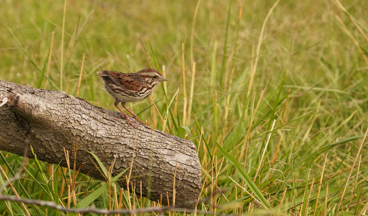 Song Sparrow - ML620529488