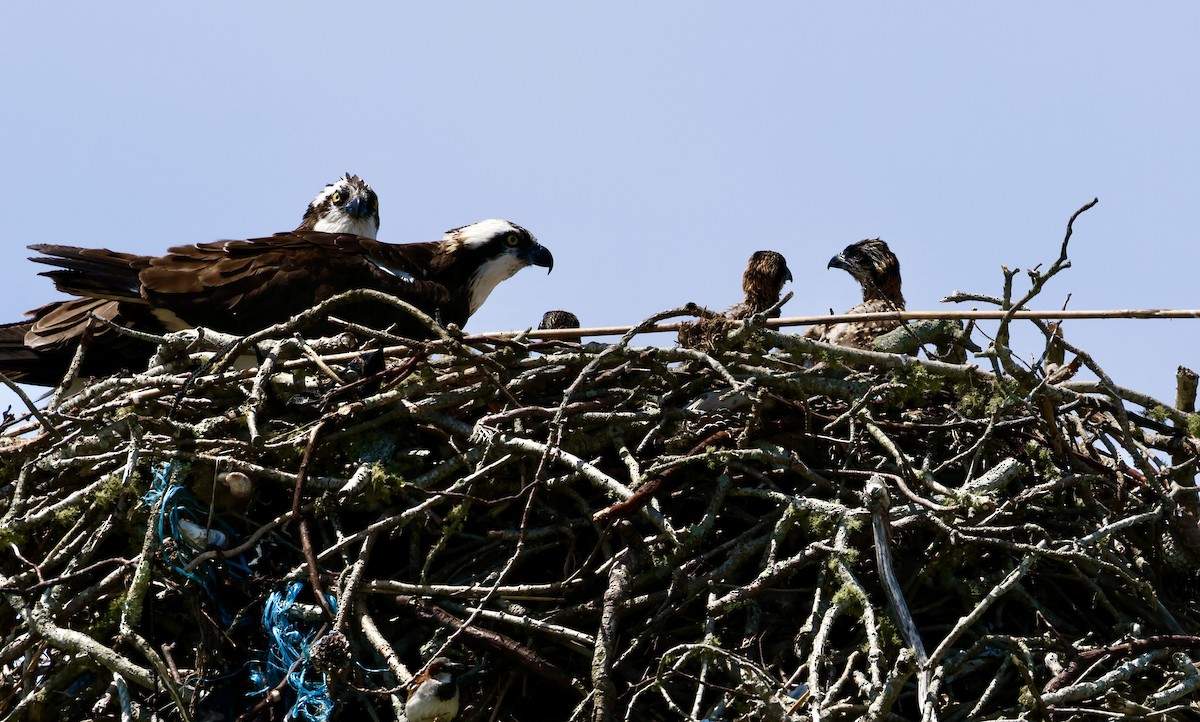 Osprey - ML620529489