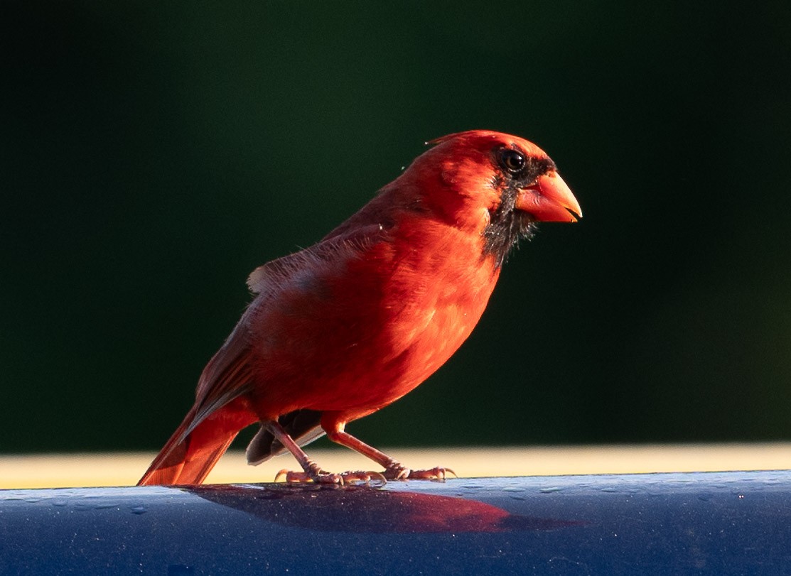 Cardinal rouge - ML620529490