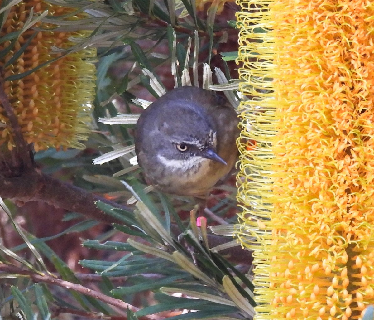 White-browed Scrubwren - Uma Pandiyan