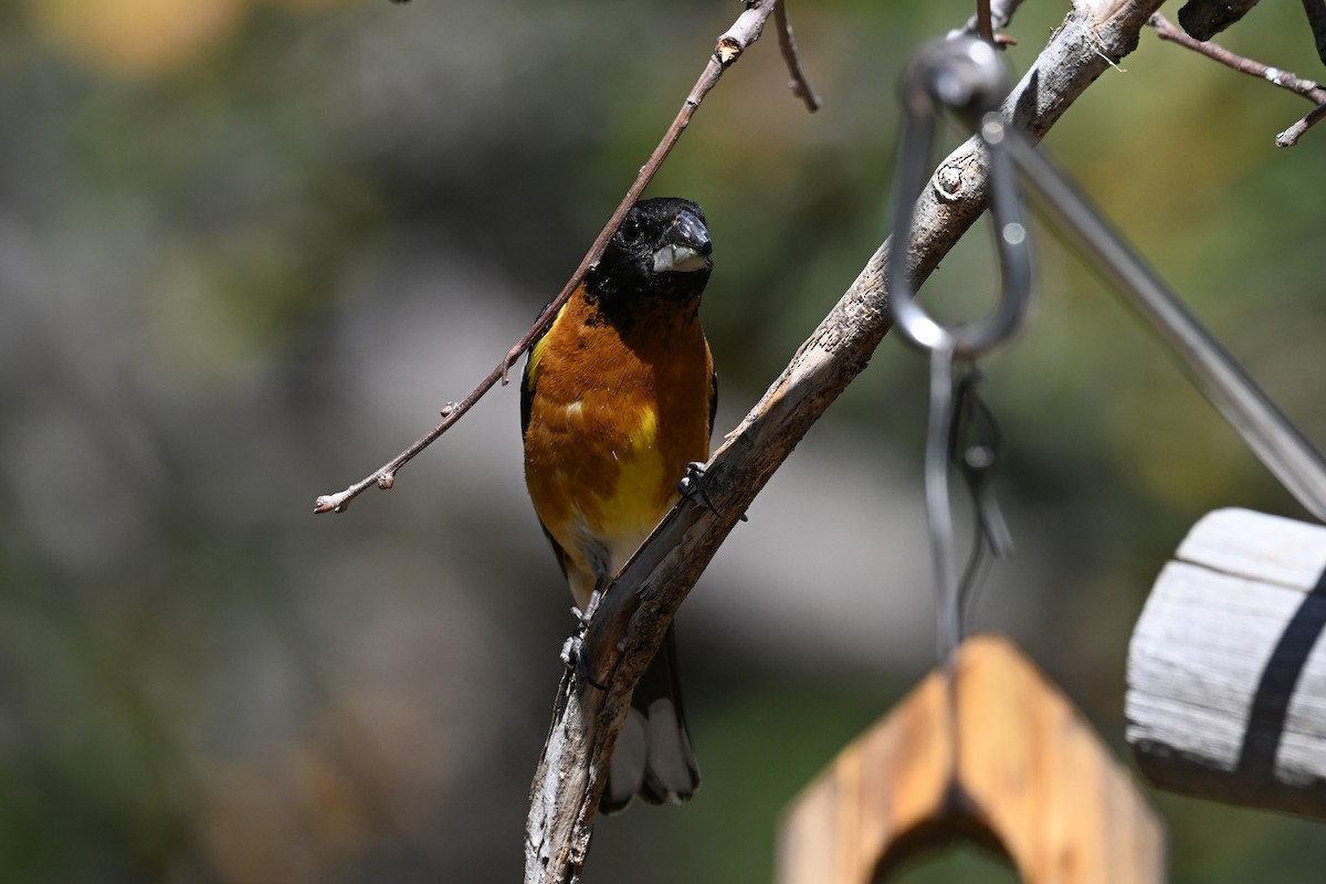 Cardinal à tête noire - ML620529505