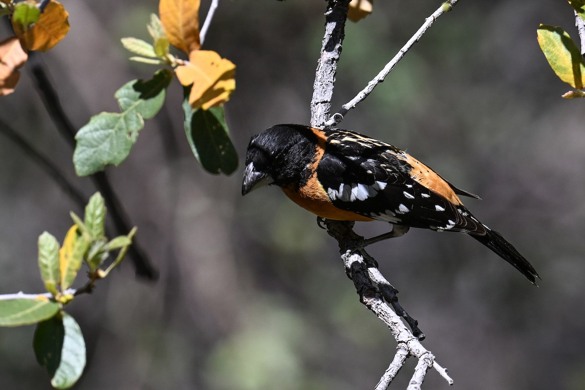 Black-headed Grosbeak - ML620529507