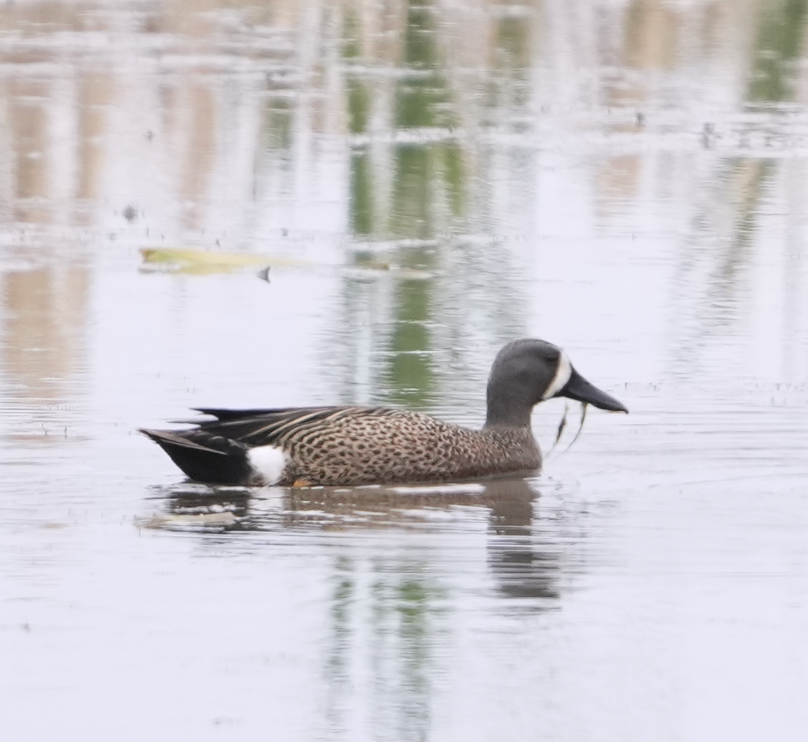 Blue-winged Teal - ML620529512