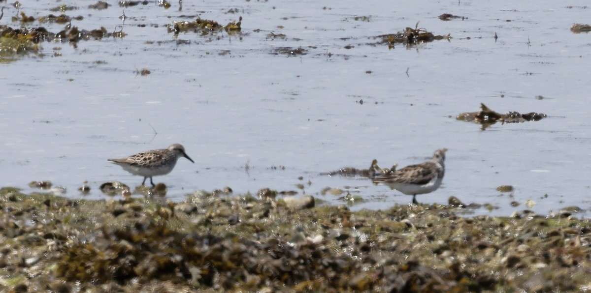 Semipalmated Sandpiper - ML620529515