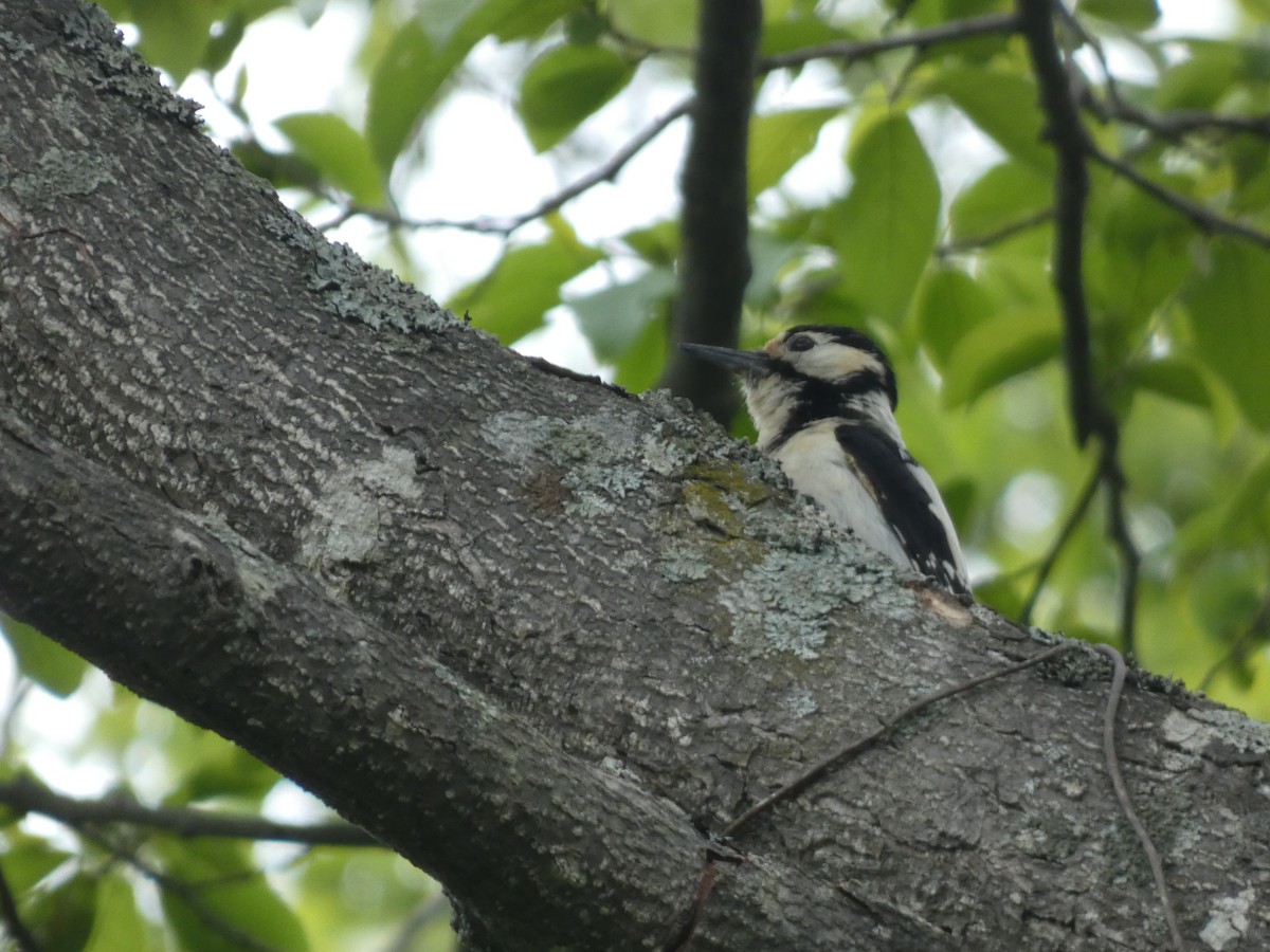 Great Spotted Woodpecker - ML620529518