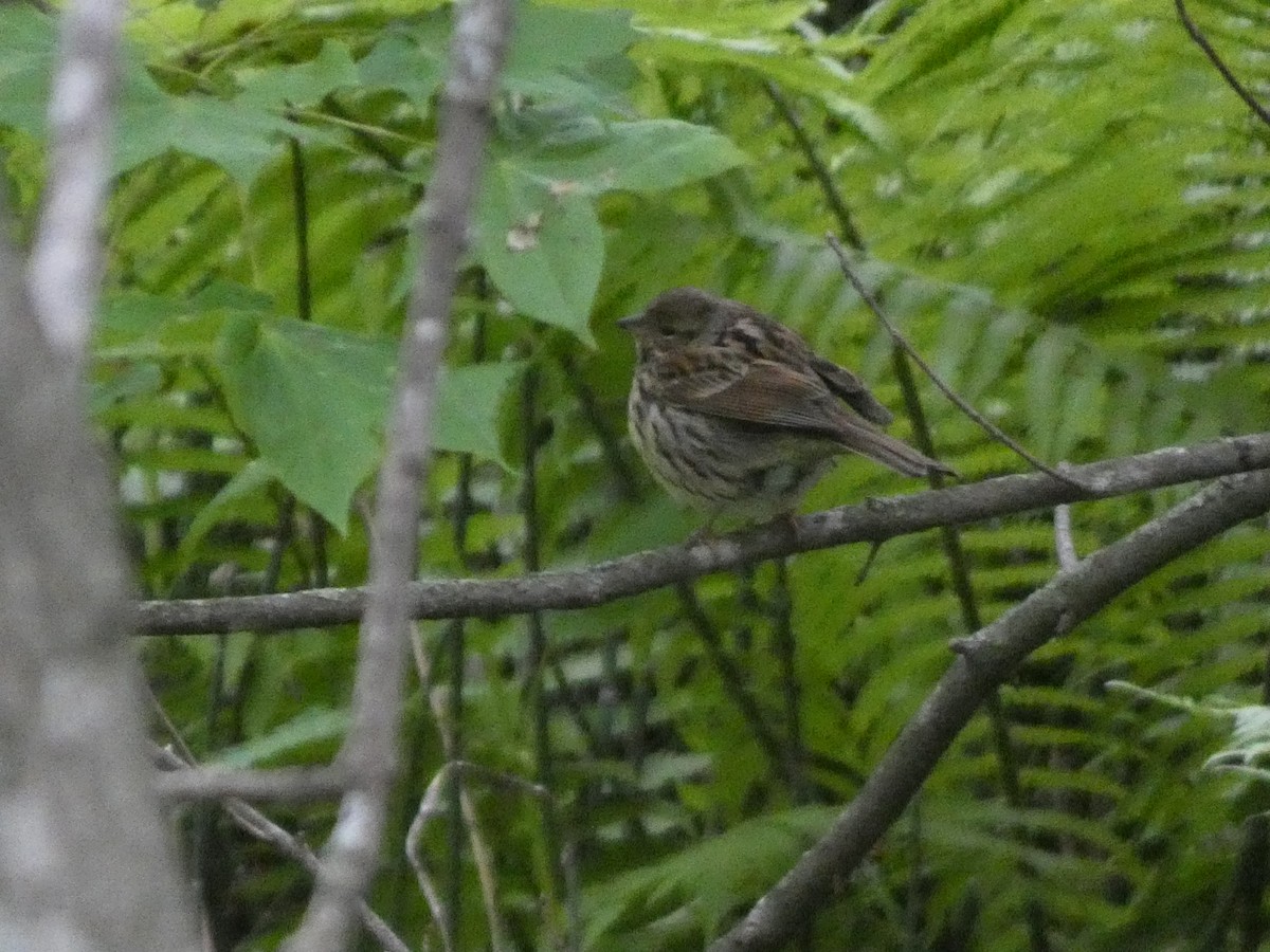 Masked Bunting - ML620529525