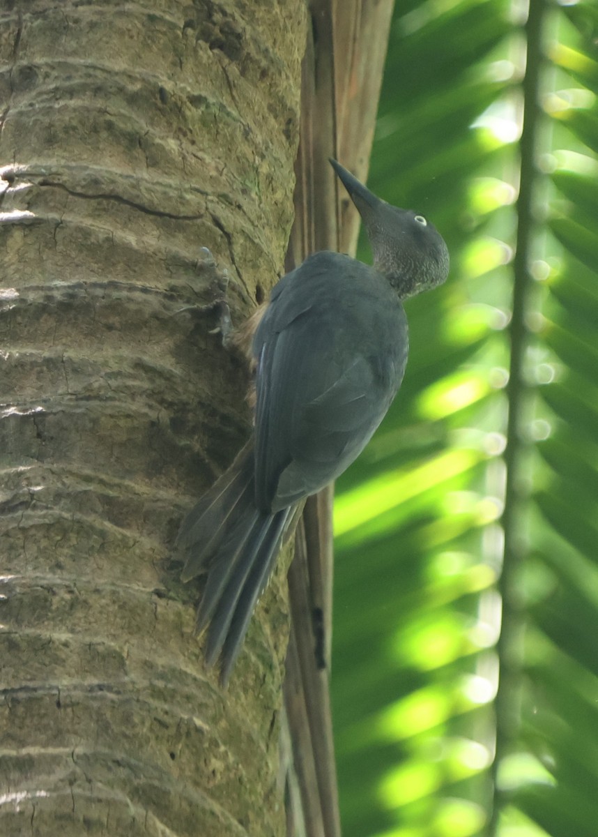 Ashy Woodpecker - ML620529547