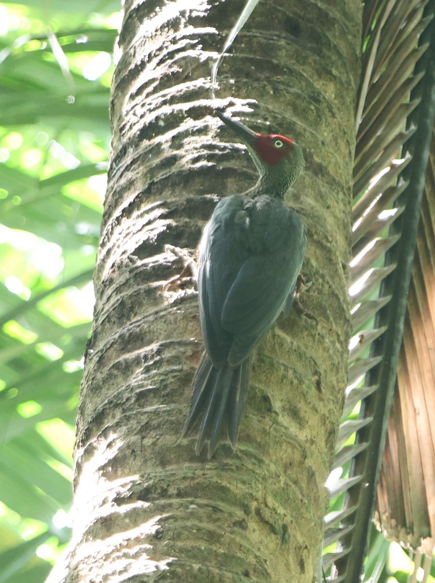 Ashy Woodpecker - ML620529548