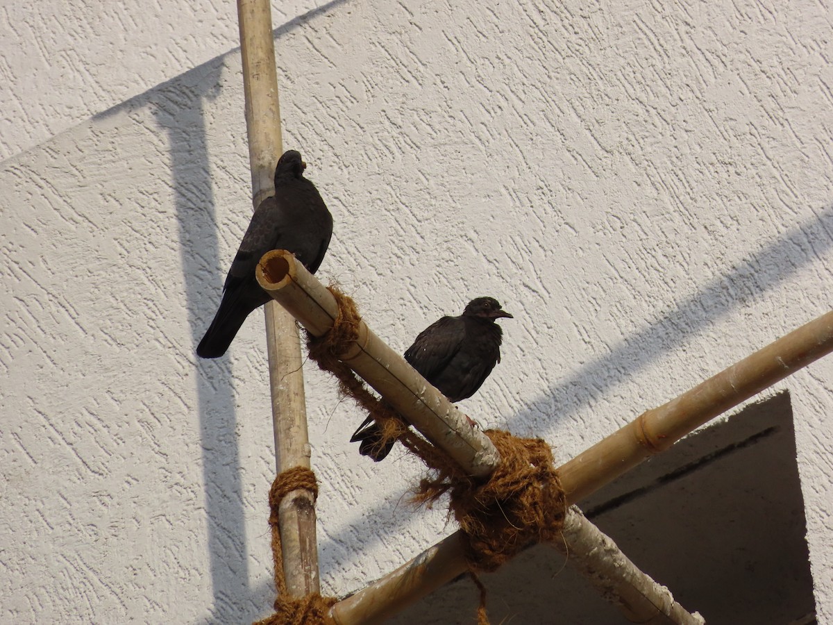 Rock Pigeon (Feral Pigeon) - ML620529560