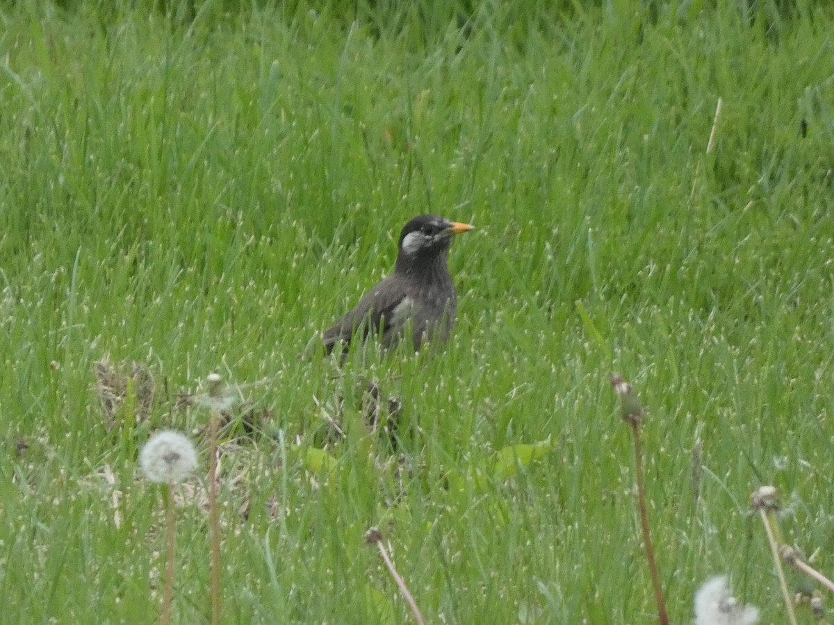 White-cheeked Starling - ML620529563